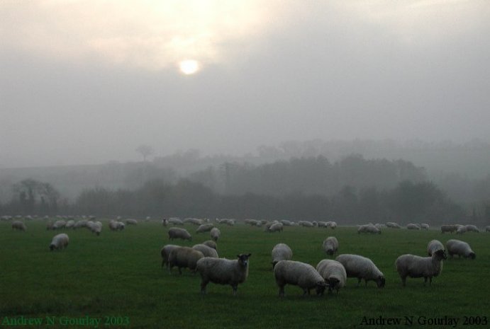 Sheep in the mist by Evans Corner - click here to return to the thumbnails